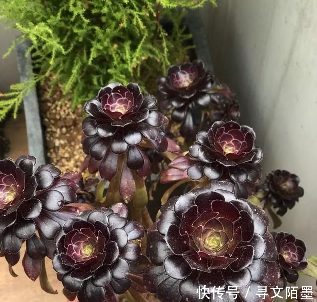 『品种』给多肉植物砍一刀,一株变多株,花盆都装不下了!