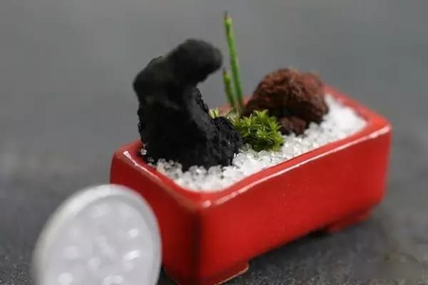  「极豆」治愈系的极豆盆栽