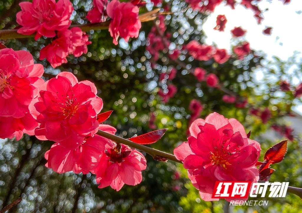  春天■组图丨立夏将至，还记得这一朵朵绚烂了整个春天的花吗