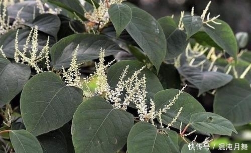 『根茎』农村院子里,若发现到1种“杂草”,请及时铲除,根茎有危害