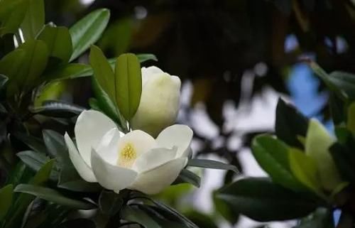 『常见』30种 · 野外常见植物,你叫啥?