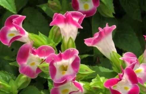  #暗淡#这些花卉媲美月季，繁花似锦，花开似精灵起舞，丢在阳台幽香暗淡