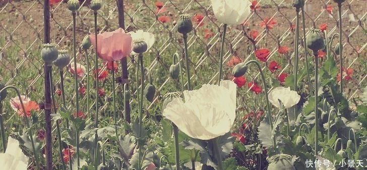 中国“最特殊”的一群农民, 每天24小时被人看守, 种的东西不愁卖