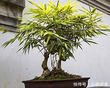 门前不栽竹，屋后不栽树，农村过去的老话，到底有没有道理呢？