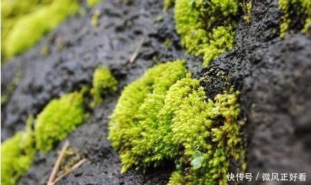 『呵护』苔藓地表塑型师,可萌呵护母爱语