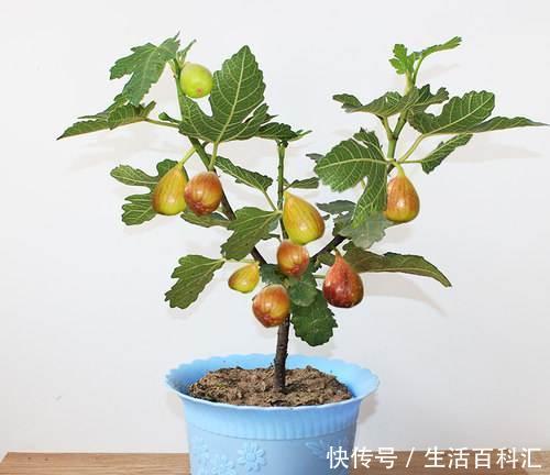 「就可以结」这“2种”水果,剪根枝条插盆里,15天生根,3年后结出果子吃不完