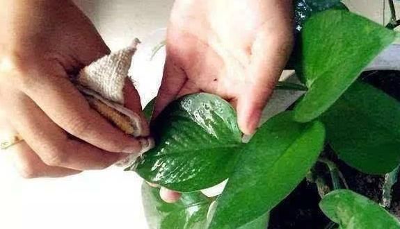  #油绿#养绿萝加点料，叶子油绿又美观，注意使用技巧，植株长得壮