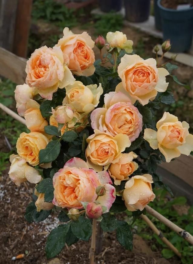  #蜜蜂#养玫瑰，防止干蜜蜂，否则就没有花了！现在出去