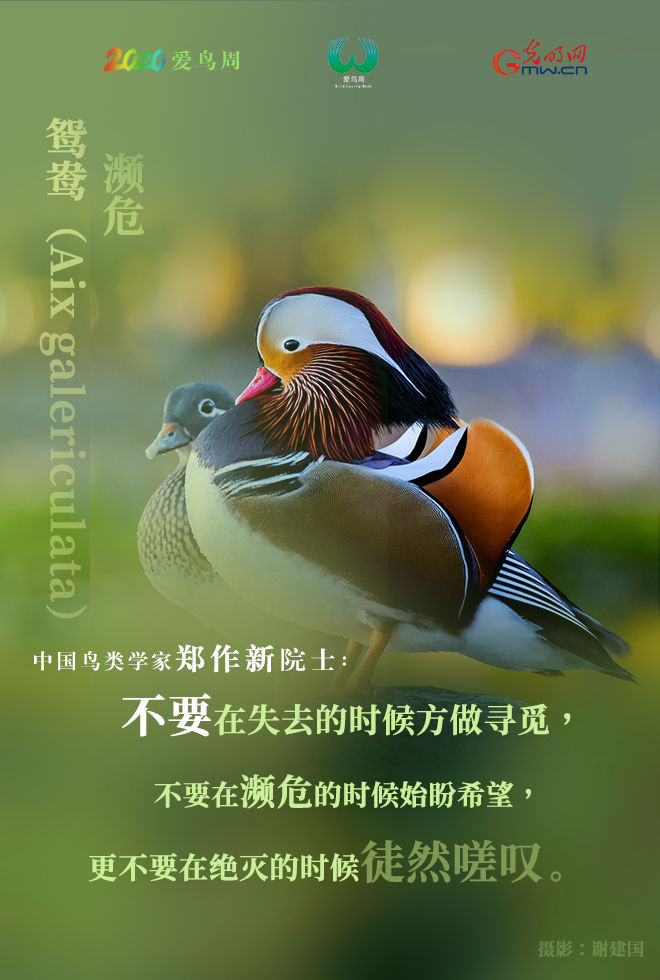  『鸟类资源』海报 | 爱它，就保护它！请善待野生鸟类