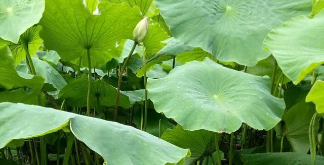  莲藕■农田里长出的“宝贝”，知道是什么吗？其实你每天都有见过