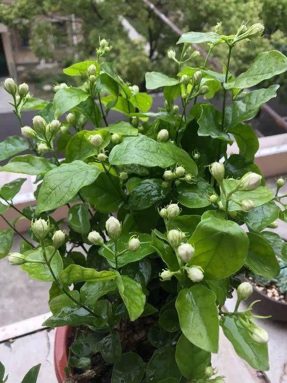 「养护杜鹃花」这4种绿植,喜欢酸性土壤,平常喂点“醋”,开花多花期长叶子绿