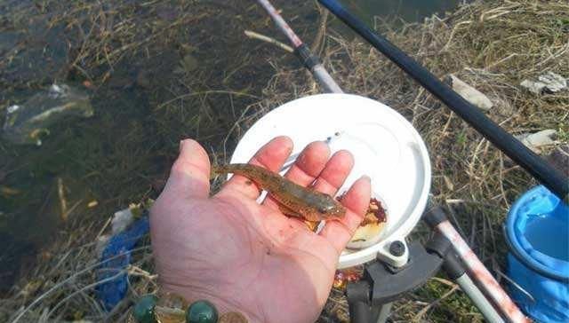 养殖爬地虎|农村这个稀罕物,俗称“爬地虎”,过去没人要,现在吃不起