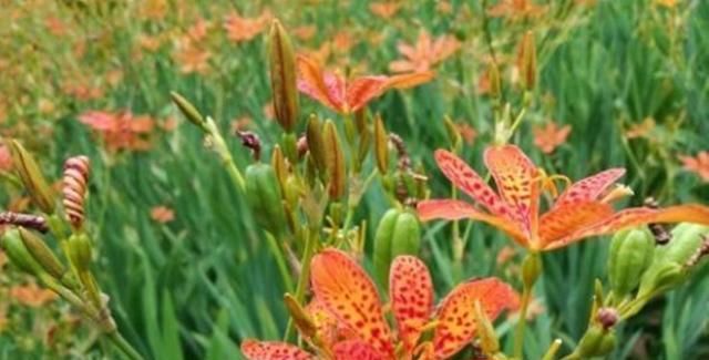  邻居■邻居把这种中药材当花养，虽然“任性”，不得不说开花真美