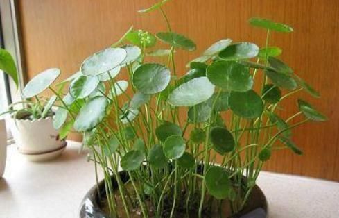  「新芽」养铜钱草，不能“顺着来”，7天不见光，新芽狂冒，枝条蹿成1米高
