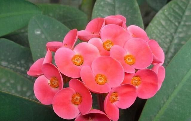 「刺梅」虎刺梅四季开花,花杆上却布满了尖刺,真心喜欢要小心养护