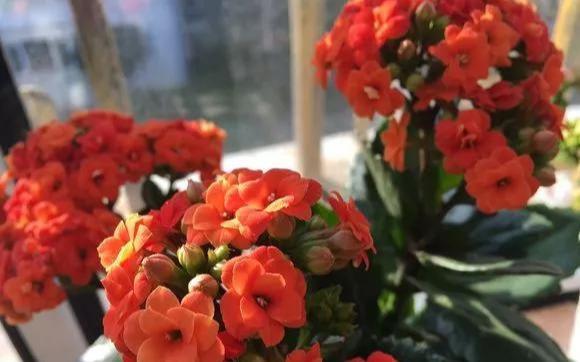  #漂亮#这4种花，一开花就停不下来，漂亮好养，是盆栽佳品！