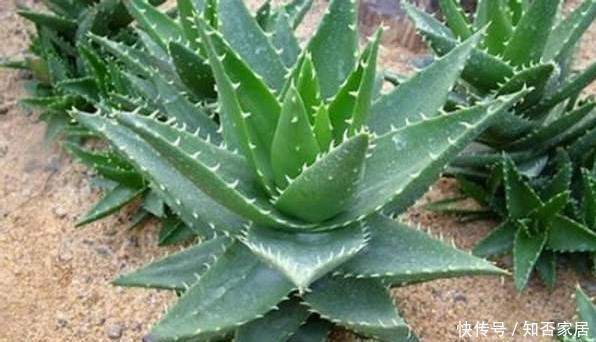  长寿花|这4种“花”，聪明人都不买，掐个枝，插土就能活，不花一分钱！