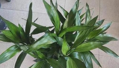  [四季常青]水培富贵竹黄叶该怎么处理？用上1种药，可保枝叶四季常青