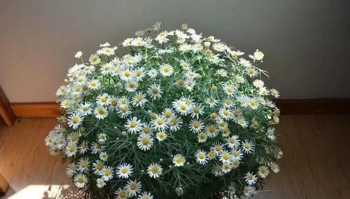  花草：别嫌阳台小，种点花草，感觉真好！