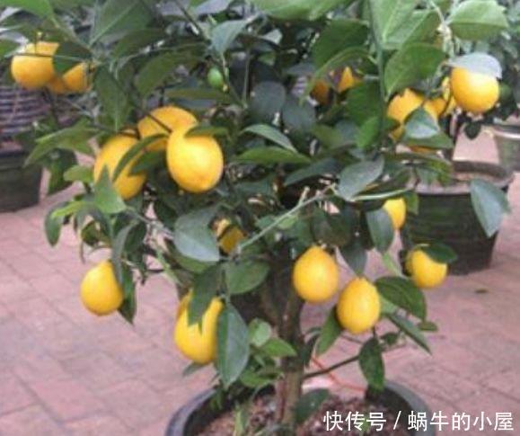  『常养』常养4种花,好养易活沾土就活，有水就疯长，开花量大能爆盆