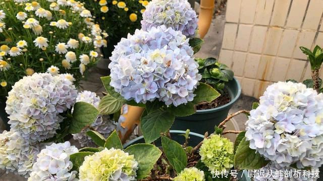 『绣球花』绣球花没花苞?晒太阳、给点肥,6月开出一个个漂亮大花球
