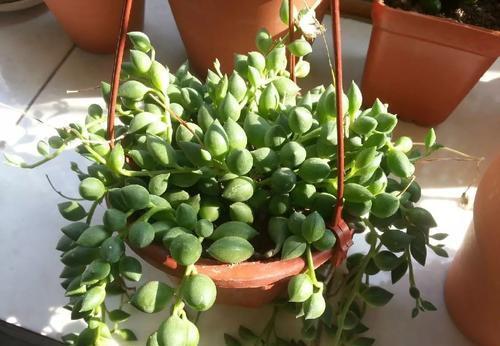  [光照]家里光照不好，也能养多肉植物，长得珠圆玉润，让人羡慕