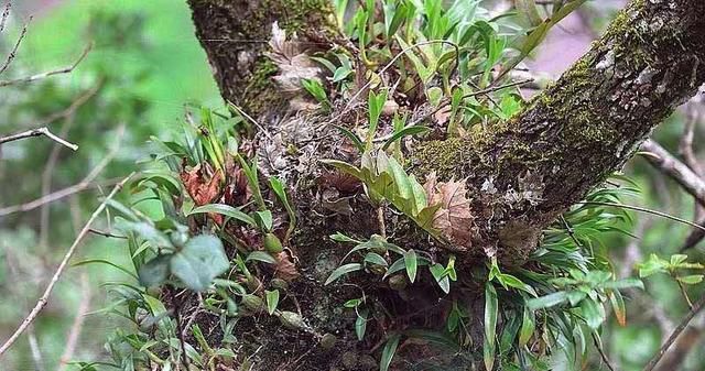  【植物】大山深处一种植物，叶子长在果实上，目前26元一斤，野生的太少