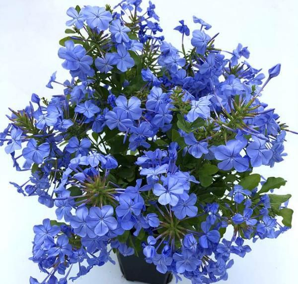  #春天#花期超长的5种花，最适合春天种，一开就是大半年