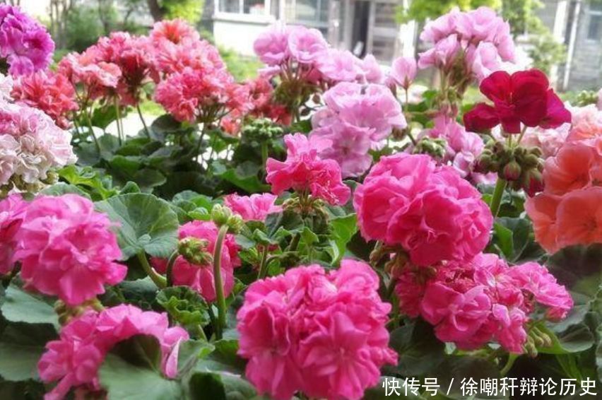  [漂亮]家里养花，就选4种“耐旱花”，好养又漂亮，开成小花海！