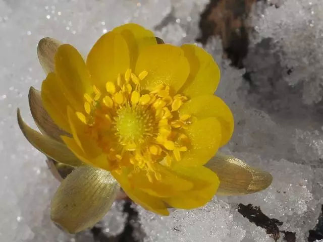 春光:探寻伊通于家沟大山第一缕灿烂的春光,冰凌花