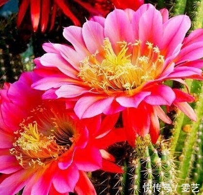  【漂亮】最美丽的“排名第三的”花三种“各自都令人惊叹！幸福的玫瑰也叫