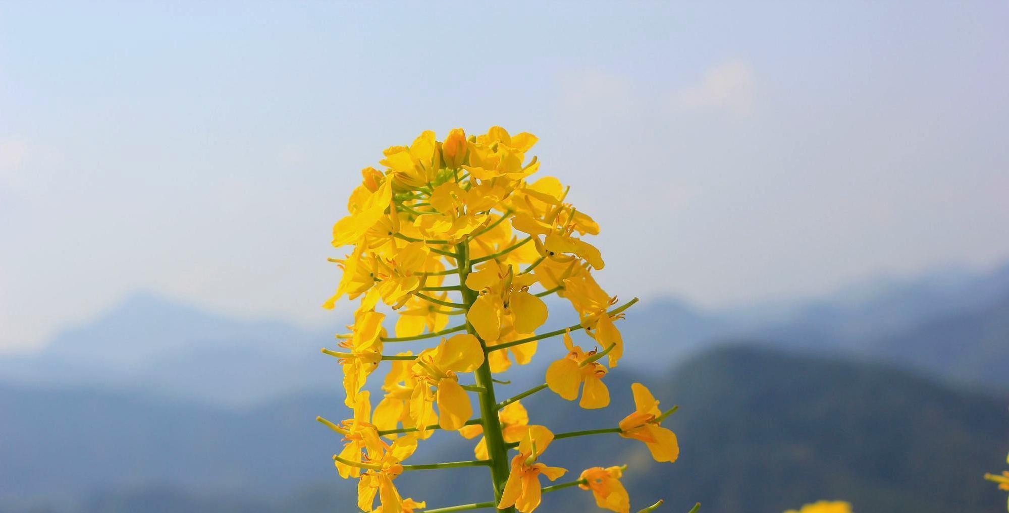  #景点#中国“最美”的4个赏油菜花景点，没有婺源，都很小众