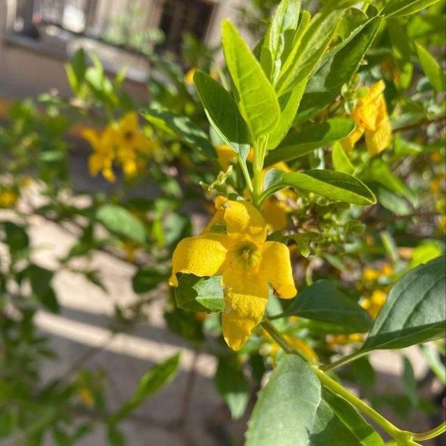 『想让它长』金钟花开花像个黄金钟，吉利祥和适合家养，而且养护很简单