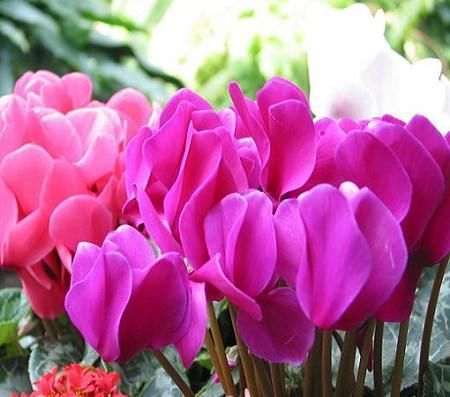  [正确]浇水正确，花卉不烂根，花色绚丽，花大花期长