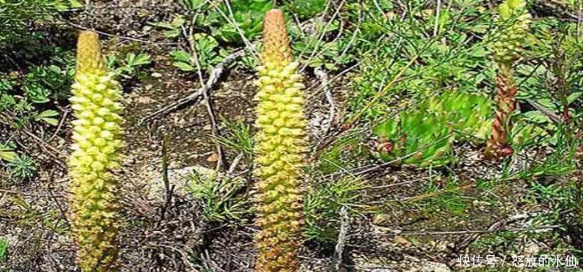  「上山」农村男子上山找野味时挖出这种植物, 长得像“七条金蛇