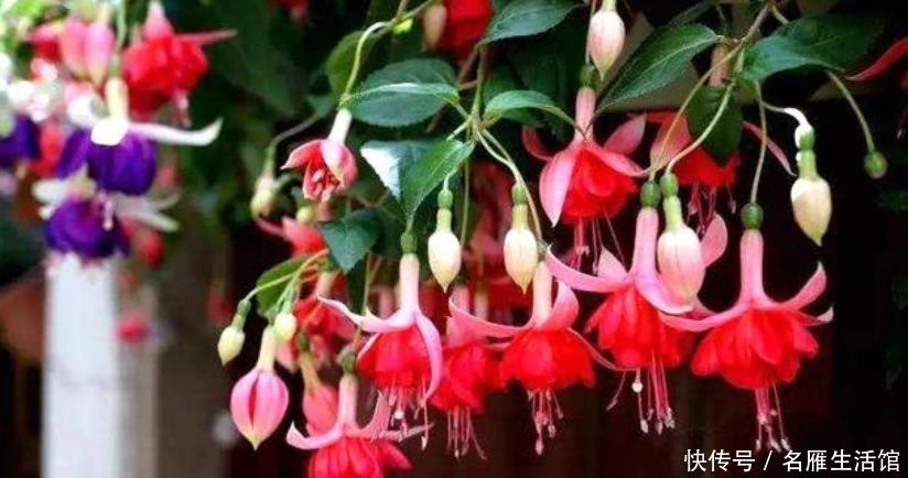  【就可以】4种花“随手”掐根枝，插土里就活，7天生根，立夏花开爆满盆！