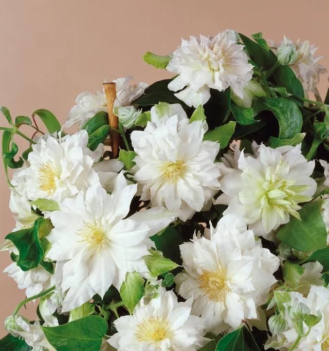  『铁线』铁线莲：韧如铁线，花开如莲，耐寒耐热，花园必备。