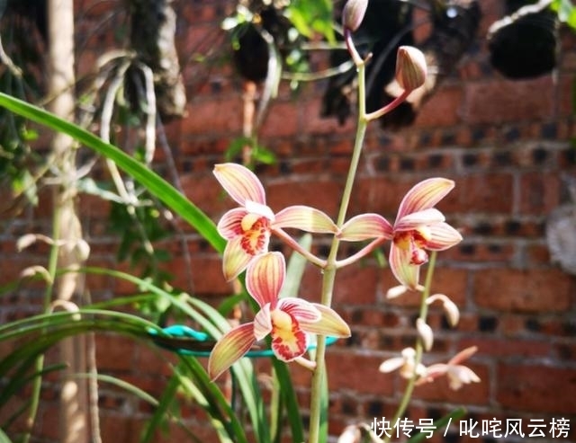 「黄叶」新手养兰花,黄叶又烂根,那是没看这5点!
