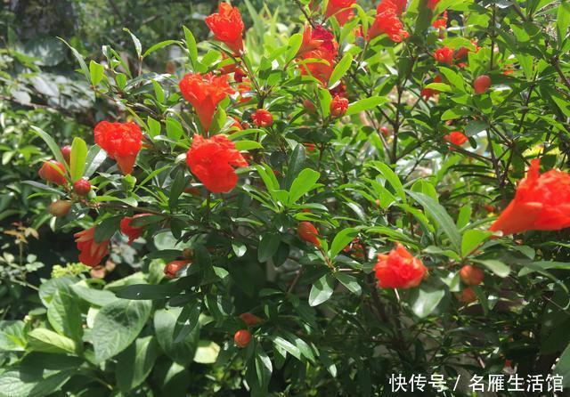 「盆栽」石榴盆栽的盛花期到了,做到这几点,叶绿花艳、越开越多能结果