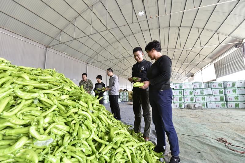 快围观!临淄激活乡村振兴内生动力很务实