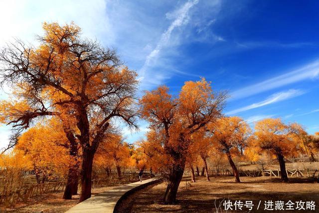 可能会错过国庆，今年额济纳的胡杨林最佳观赏期只有12天