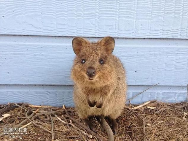 2020年最大的心愿