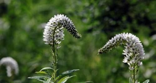  『狼尾花』农村1“普通”杂草，常人挖到即弃，殊不知它药效惊人，是个宝贝