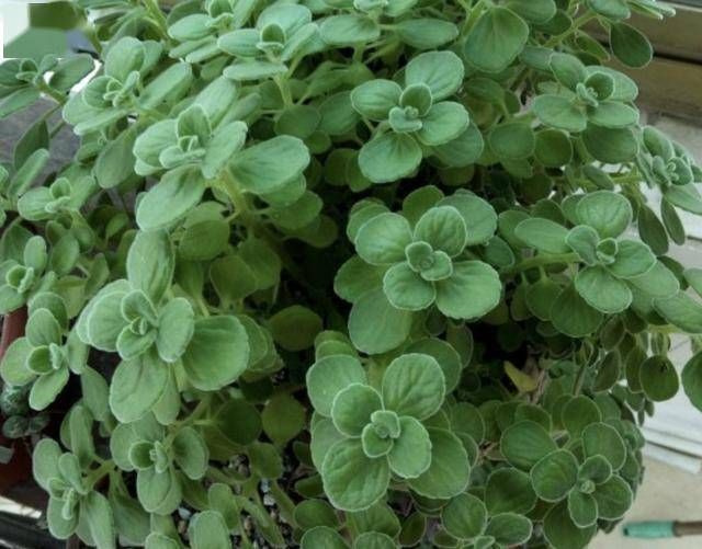 『观赏价值』蚊子害怕“3种花”,阳台放上2盆,家里蚊子“少1倍”,有用!