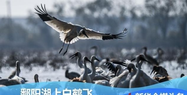 鄱阳湖上白鹤飞——从白鹤迁徙路线之变看生态文明建设