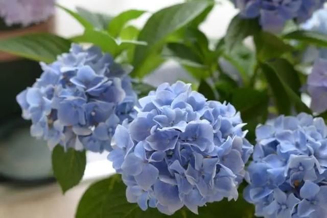  「技巧」绣球花养死好几盆了，买回来的绣球花怎么缓苗？4个缓苗服盆技巧