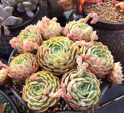 \"l3\": \"室内养什么植物比较好呢?\"多肉进入休眠期,种植多肉需要多大尺寸的花盆呢?