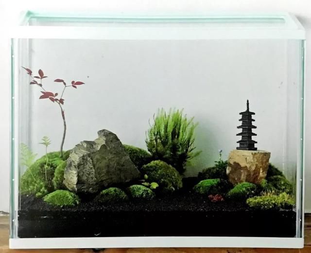 春色不仅在田野里，也可以刻在你家玻璃缸内的苔藓景观缸中！