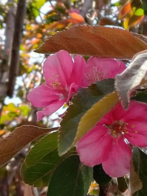  以无：在心里种花，人生不会荒芜