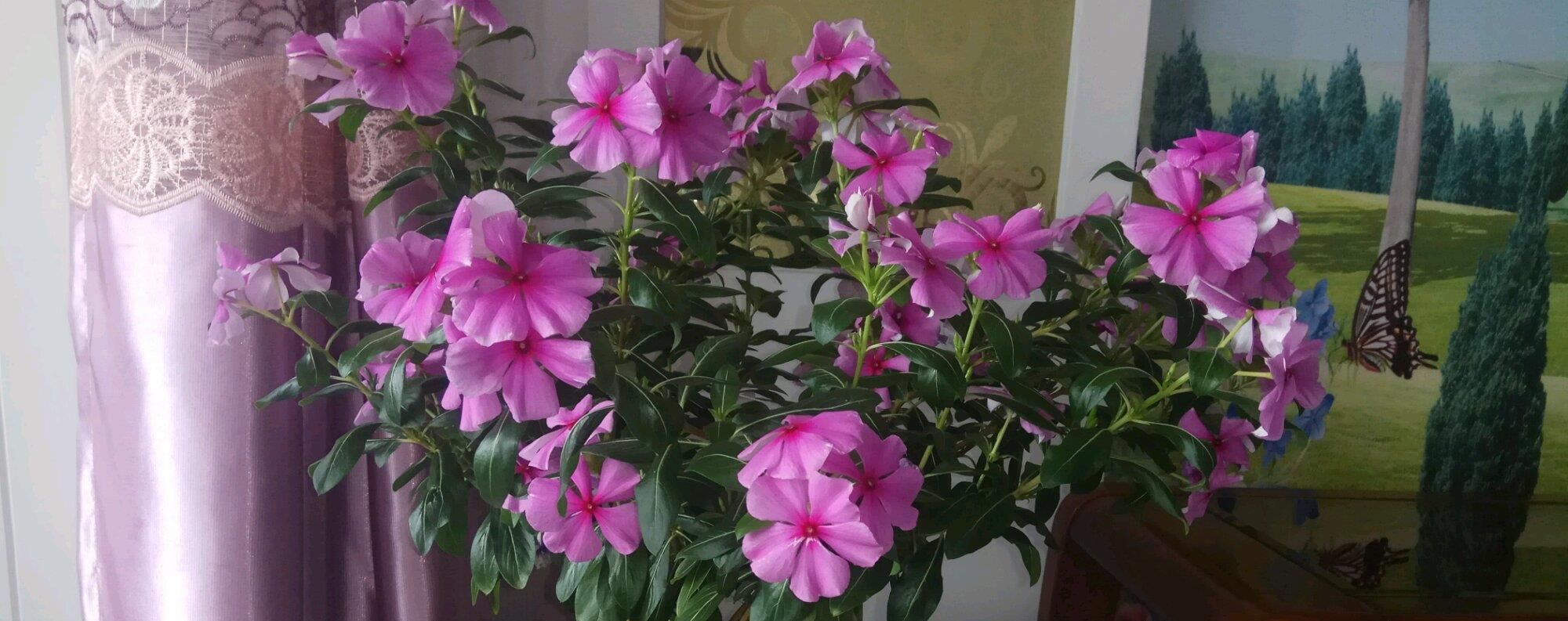  『植物』开花最勤快的植物，天天开花，养护容易，是盆栽佳品，还可做盆景